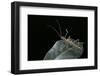 Epidares Nolimetangere (Touch Me Not Stick Insect)-Paul Starosta-Framed Photographic Print