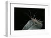 Epidares Nolimetangere (Touch Me Not Stick Insect)-Paul Starosta-Framed Photographic Print