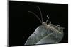 Epidares Nolimetangere (Touch Me Not Stick Insect)-Paul Starosta-Mounted Photographic Print
