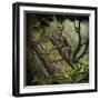 Epidendrosaurus Ninchengensis Capturing Wood Worms-null-Framed Art Print