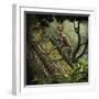 Epidendrosaurus Ninchengensis Capturing Wood Worms-null-Framed Art Print