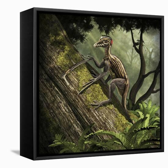 Epidendrosaurus Ninchengensis Capturing Wood Worms-null-Framed Stretched Canvas