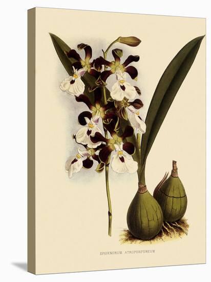 Epidendrum Atropurpureum-John Nugent Fitch-Stretched Canvas