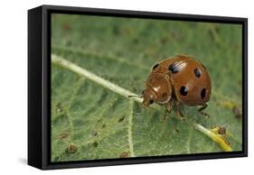 Epilachna Chrysomelina (Melon Ladybeetle)-Paul Starosta-Framed Stretched Canvas