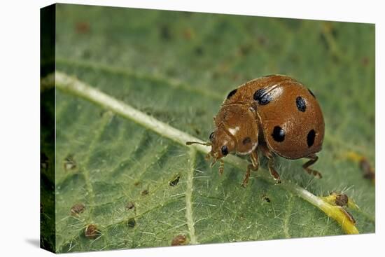 Epilachna Chrysomelina (Melon Ladybeetle)-Paul Starosta-Stretched Canvas