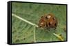 Epilachna Chrysomelina (Melon Ladybeetle)-Paul Starosta-Framed Stretched Canvas