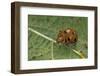 Epilachna Chrysomelina (Melon Ladybeetle)-Paul Starosta-Framed Photographic Print