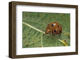 Epilachna Chrysomelina (Melon Ladybeetle)-Paul Starosta-Framed Photographic Print