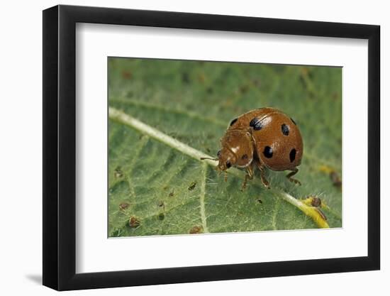 Epilachna Chrysomelina (Melon Ladybeetle)-Paul Starosta-Framed Photographic Print