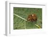 Epilachna Chrysomelina (Melon Ladybeetle)-Paul Starosta-Framed Photographic Print