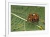 Epilachna Chrysomelina (Melon Ladybeetle)-Paul Starosta-Framed Photographic Print