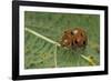 Epilachna Chrysomelina (Melon Ladybeetle)-Paul Starosta-Framed Photographic Print