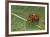 Epilachna Chrysomelina (Melon Ladybeetle)-Paul Starosta-Framed Photographic Print