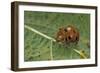 Epilachna Chrysomelina (Melon Ladybeetle)-Paul Starosta-Framed Photographic Print