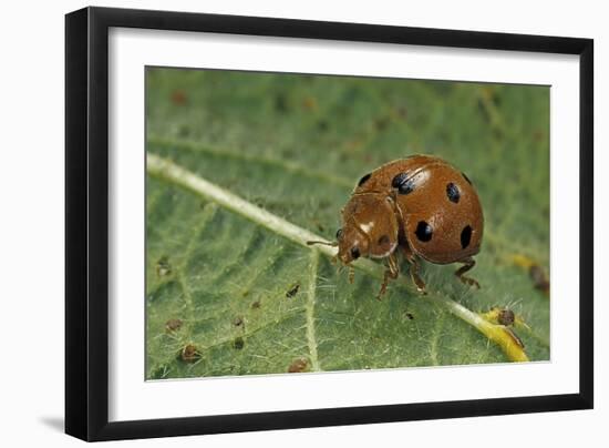 Epilachna Chrysomelina (Melon Ladybeetle)-Paul Starosta-Framed Photographic Print