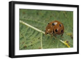 Epilachna Chrysomelina (Melon Ladybeetle)-Paul Starosta-Framed Photographic Print