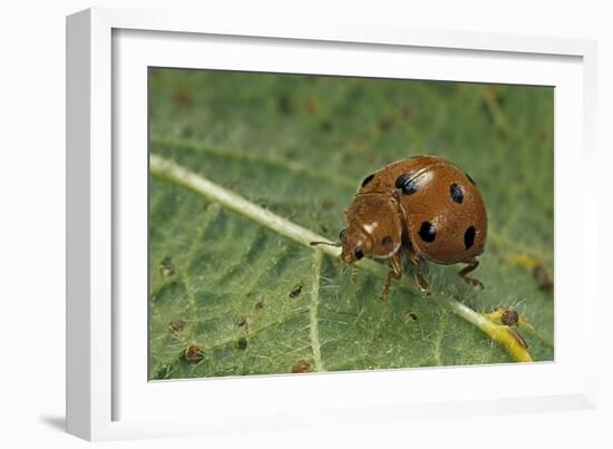 Epilachna Chrysomelina (Melon Ladybeetle)-Paul Starosta-Framed Photographic Print