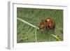 Epilachna Chrysomelina (Melon Ladybeetle)-Paul Starosta-Framed Photographic Print