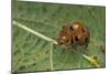 Epilachna Chrysomelina (Melon Ladybeetle)-Paul Starosta-Mounted Photographic Print
