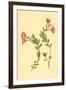 Epilobium Rigidum-null-Framed Art Print