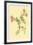 Epilobium Rigidum-null-Framed Art Print