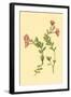 Epilobium Rigidum-null-Framed Art Print