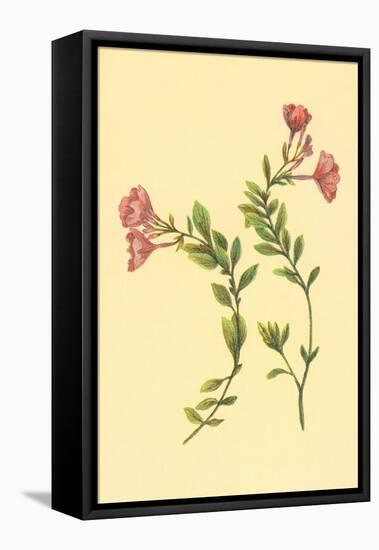 Epilobium Rigidum-null-Framed Stretched Canvas