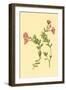 Epilobium Rigidum-null-Framed Art Print