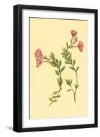 Epilobium Rigidum-null-Framed Art Print