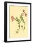 Epilobium Rigidum-null-Framed Art Print