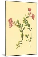 Epilobium Rigidum-null-Mounted Art Print