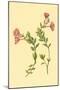 Epilobium Rigidum-null-Mounted Art Print