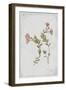 Epilobium Rigidum-PI Collection-Framed Art Print