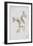 Epilobium Rigidum-PI Collection-Framed Art Print