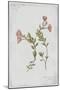 Epilobium Rigidum-PI Collection-Mounted Art Print