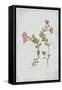 Epilobium Rigidum-PI Collection-Framed Stretched Canvas