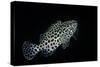 Epinephelus Merra (Honeycomb Grouper, Dwarf Spotted Rockcod)-Paul Starosta-Stretched Canvas