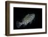 Epinephelus Merra (Honeycomb Grouper, Dwarf Spotted Rockcod)-Paul Starosta-Framed Photographic Print