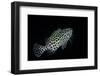 Epinephelus Merra (Honeycomb Grouper, Dwarf Spotted Rockcod)-Paul Starosta-Framed Photographic Print