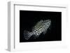 Epinephelus Merra (Honeycomb Grouper, Dwarf Spotted Rockcod)-Paul Starosta-Framed Photographic Print