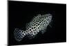 Epinephelus Merra (Honeycomb Grouper, Dwarf Spotted Rockcod)-Paul Starosta-Mounted Photographic Print