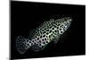 Epinephelus Merra (Honeycomb Grouper, Dwarf Spotted Rockcod)-Paul Starosta-Mounted Photographic Print