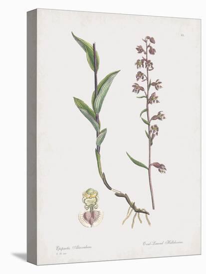 Epipactis Atrorubens-James Sowerby-Stretched Canvas