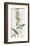 Epipactis Media-James Sowerby-Framed Giclee Print