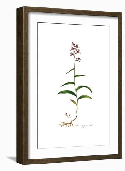 Epipactis rubra, Flora Graeca-Ferdinand Bauer-Framed Giclee Print