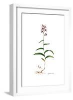 Epipactis rubra, Flora Graeca-Ferdinand Bauer-Framed Giclee Print