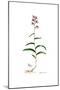 Epipactis rubra, Flora Graeca-Ferdinand Bauer-Mounted Giclee Print