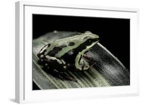 Epipedobates Tricolor (Phantasmal Poison Frog)-Paul Starosta-Framed Photographic Print