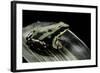 Epipedobates Tricolor (Phantasmal Poison Frog)-Paul Starosta-Framed Photographic Print