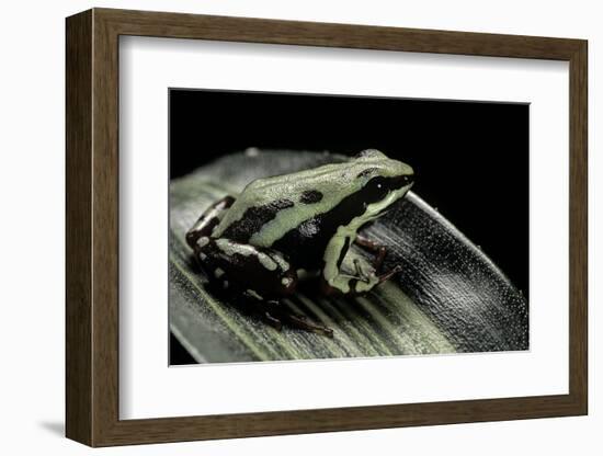 Epipedobates Tricolor (Phantasmal Poison Frog)-Paul Starosta-Framed Photographic Print